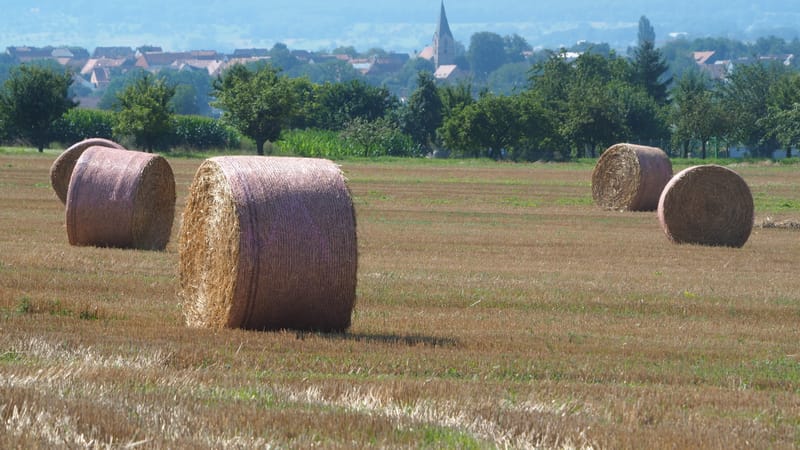 Les champs de blé et fenaison en Alsace