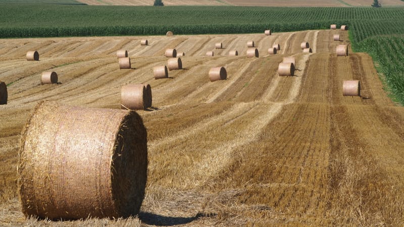 Les champs de blé et fenaison en Alsace
