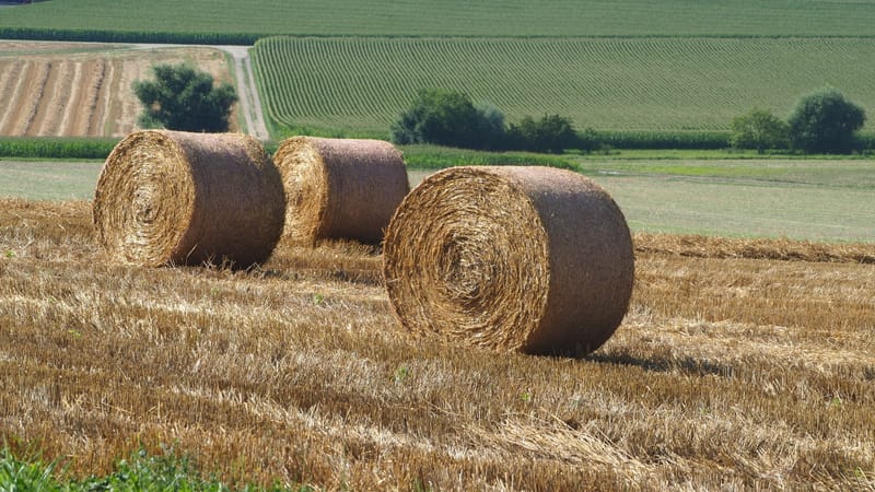 Les champs de blé et fenaison en Alsace
