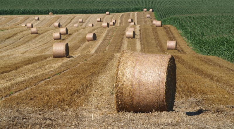 Les champs de blé et fenaison en Alsace