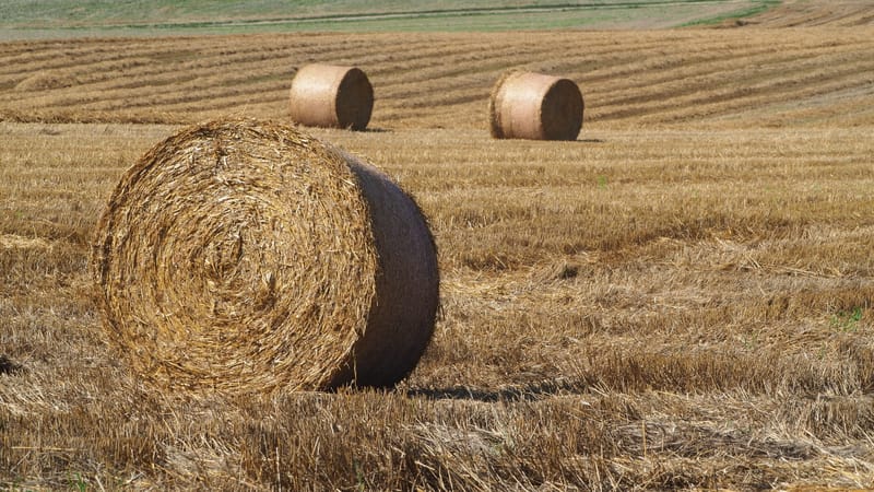 Les champs de blé et fenaison en Alsace