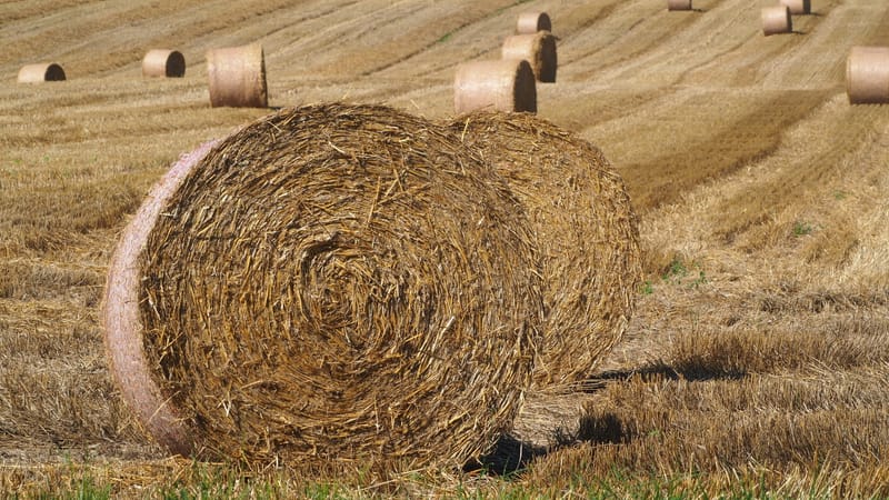 Les champs de blé et fenaison en Alsace