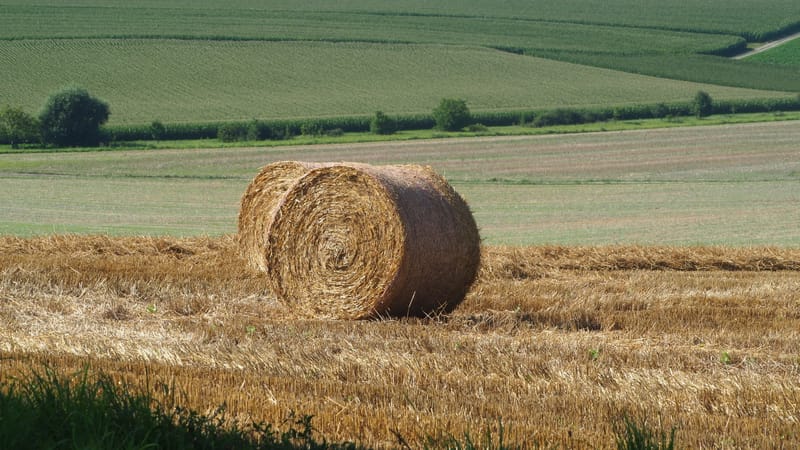 Les champs de blé et fenaison en Alsace