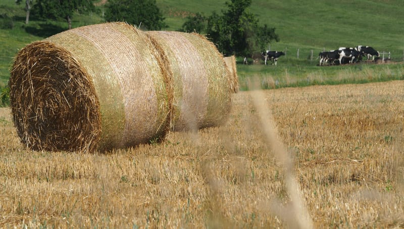 Les champs de blé et fenaison en Alsace