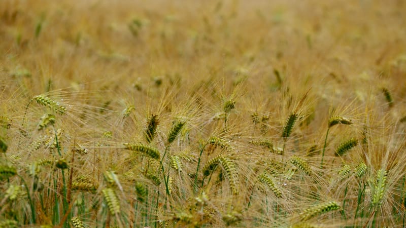 Les champs de blé et fenaison en Alsace