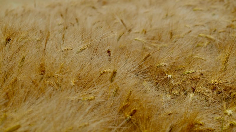 Les champs de blé et fenaison en Alsace