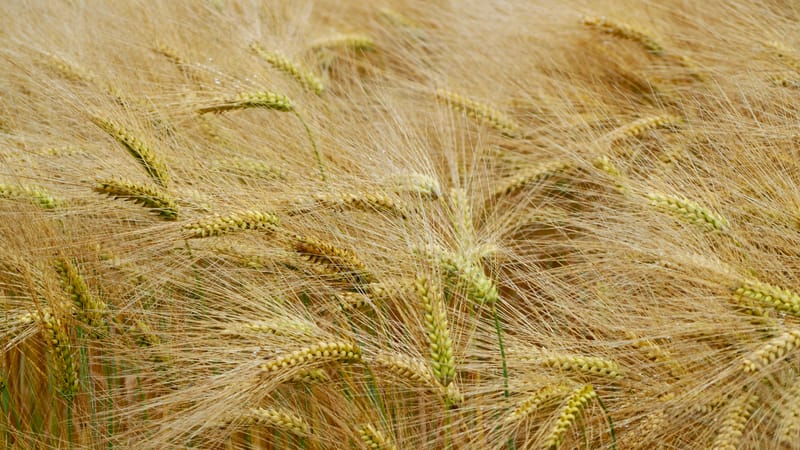 Les champs de blé et fenaison en Alsace