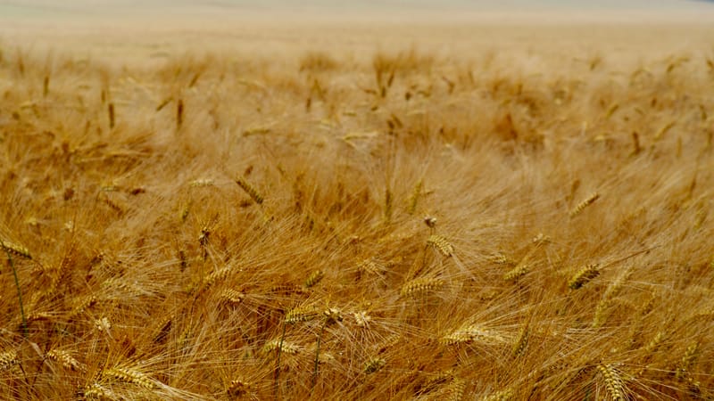 Les champs de blé et fenaison en Alsace