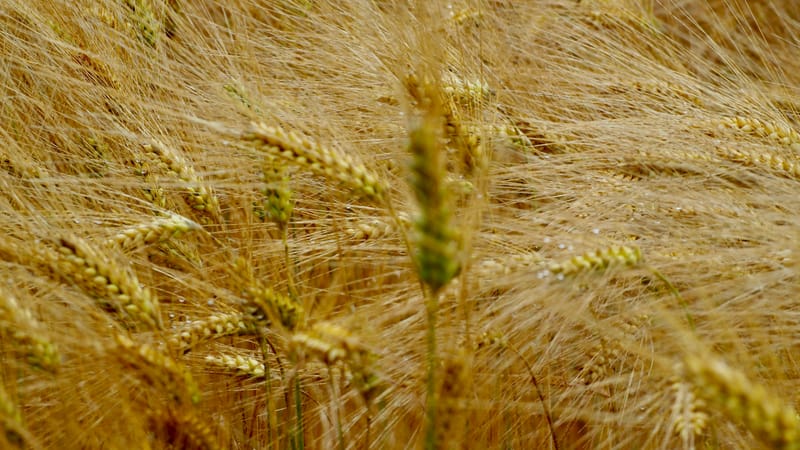 Les champs de blé et fenaison en Alsace