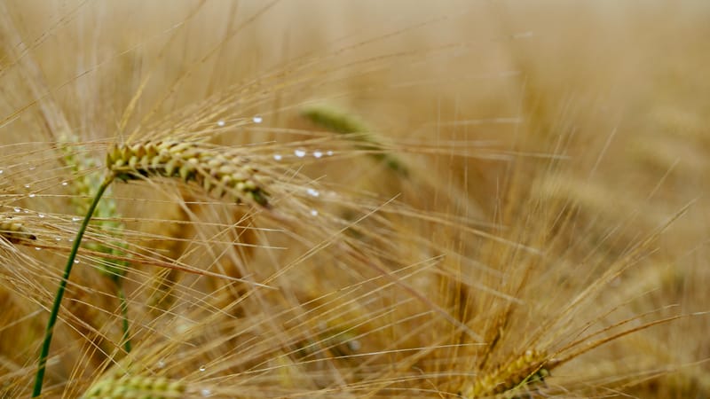 Les champs de blé et fenaison en Alsace