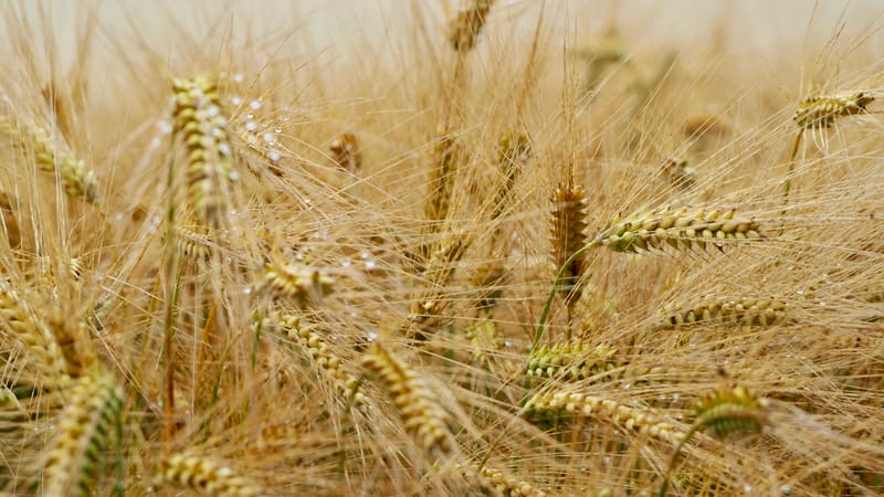 Les champs de blé et fenaison en Alsace