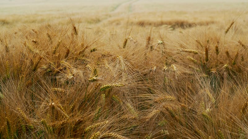 Les champs de blé et fenaison en Alsace