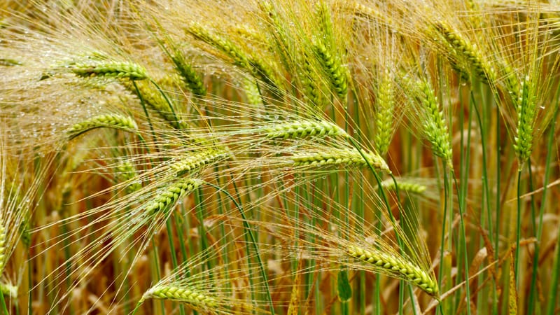 Les champs de blé et fenaison en Alsace
