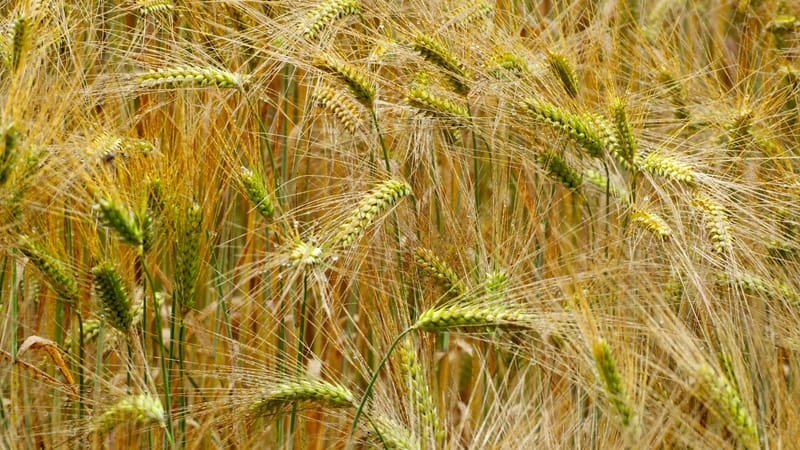 Les champs de blé et fenaison en Alsace