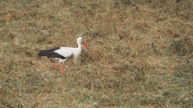Les champs de blé et fenaison en Alsace