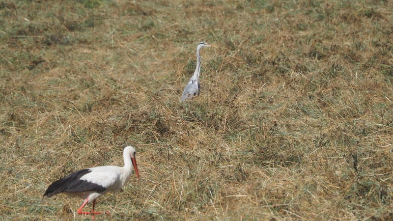 Les champs de blé et fenaison en Alsace