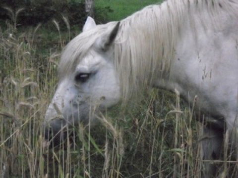 Les champs de blé et fenaison en Alsace