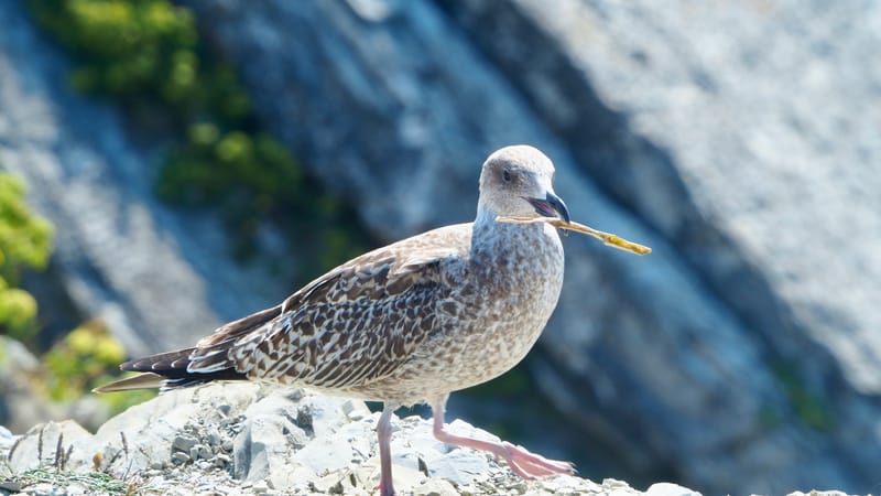Goéland du pays basque