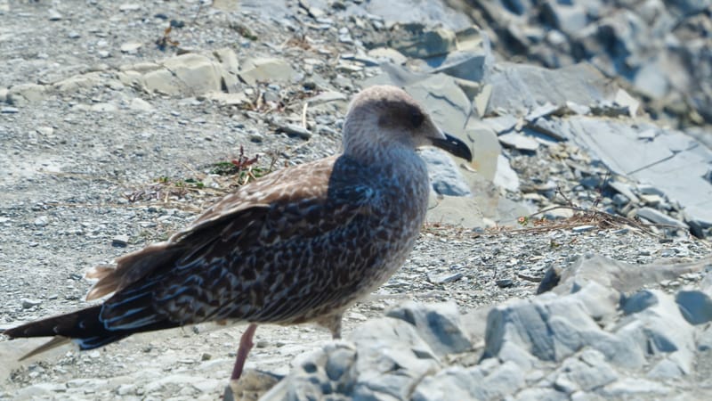 Goéland du pays basque