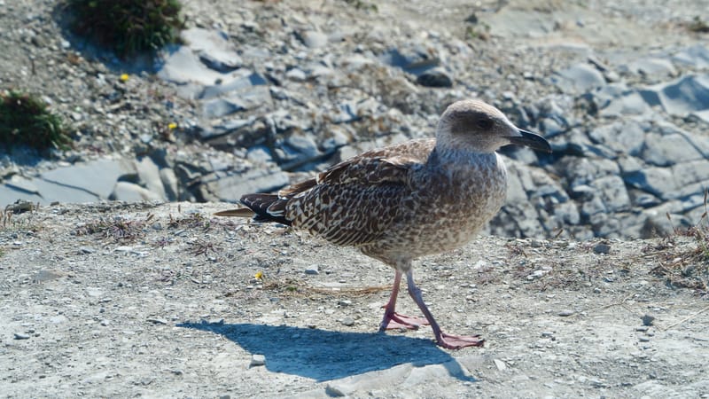 Goéland du pays basque