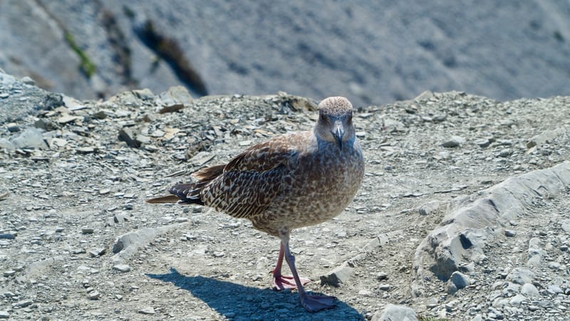 Goéland du pays basque