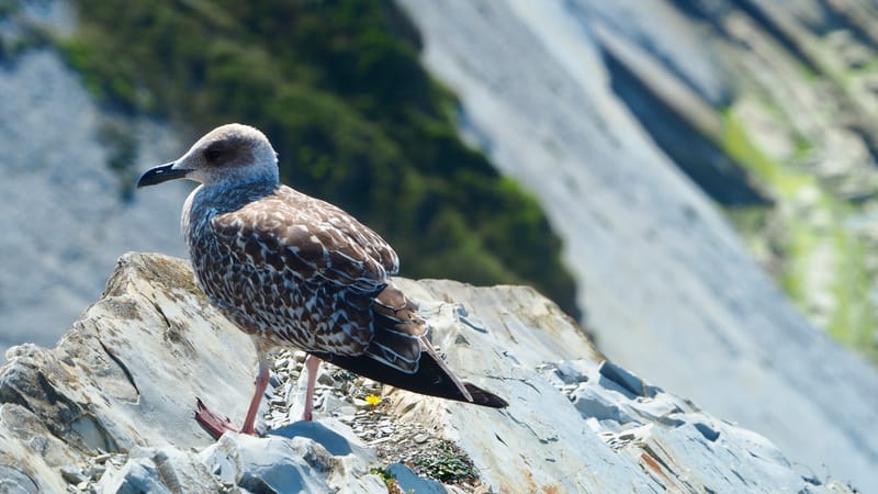 Goéland du pays basque