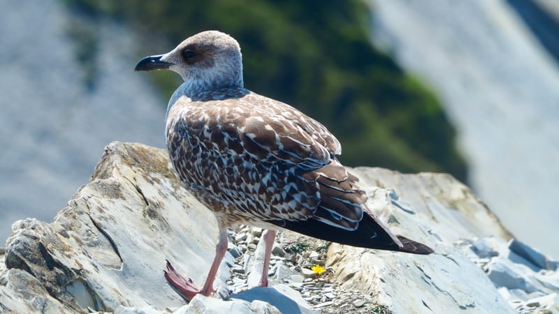 Goéland du pays basque