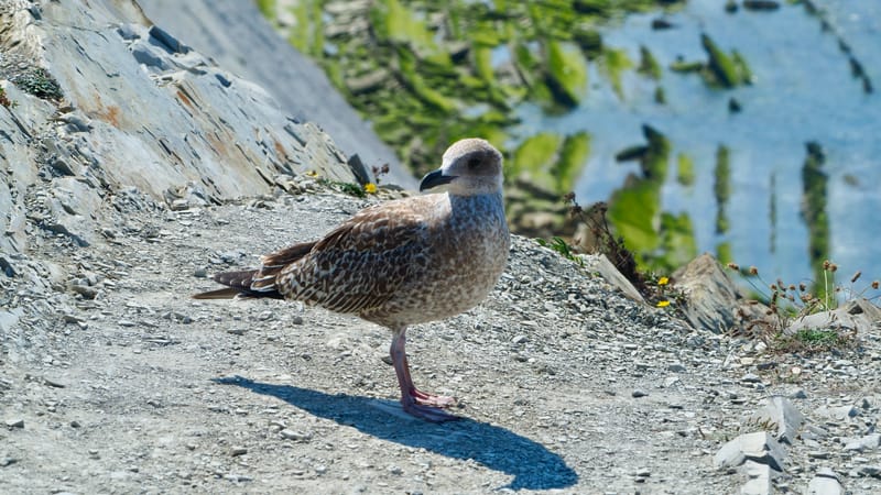 Goéland du pays basque