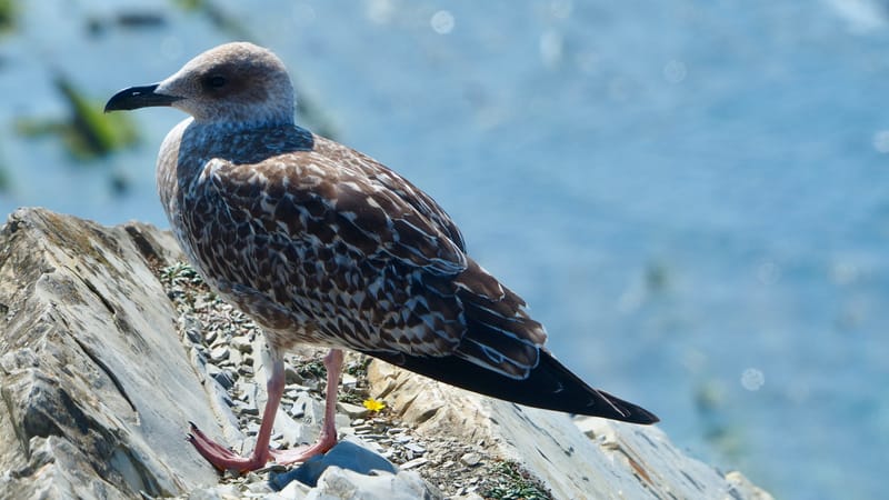 Goéland du pays basque
