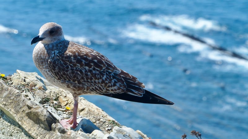 Goéland du pays basque