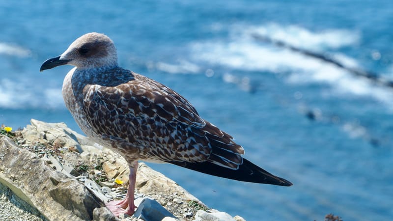 Goéland du pays basque