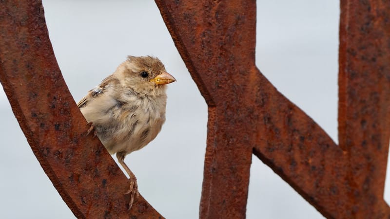 Les oiseaux de la campagne