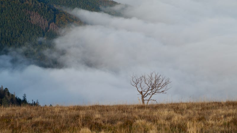 Mer de nuages au-dessus des Vosges