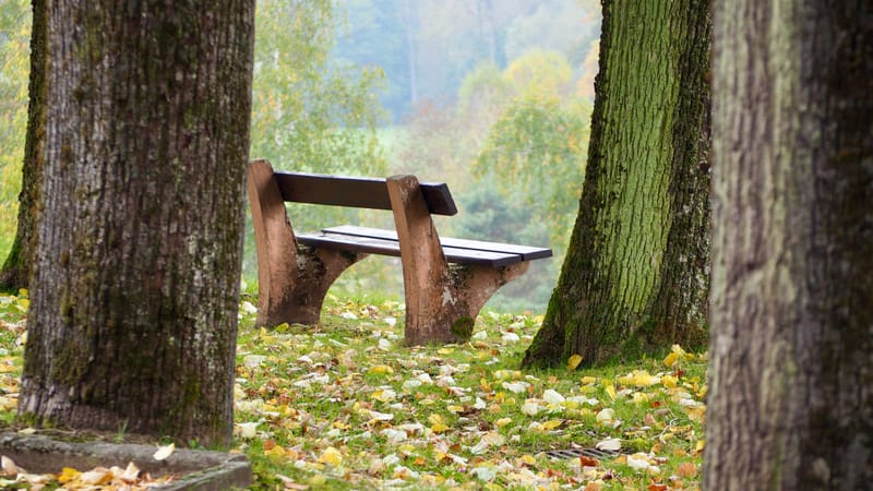De forêts en collines, de collines en vignobles, en automne, en Alsace