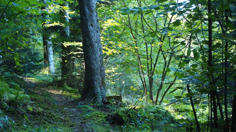 De forêts en collines, de collines en vignobles, en automne, en Alsace