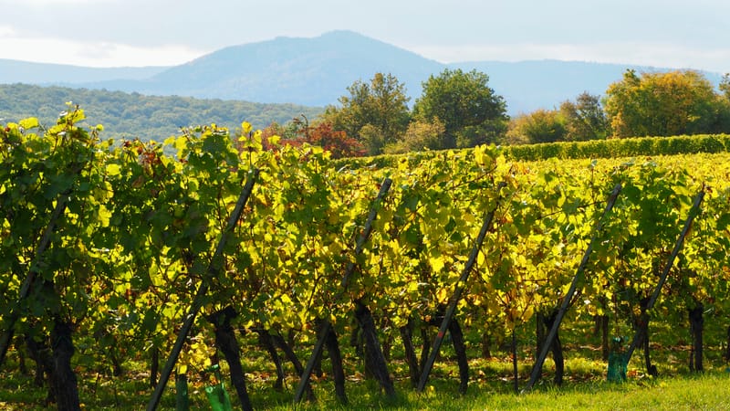 De forêts en collines, de collines en vignobles, en automne, en Alsace