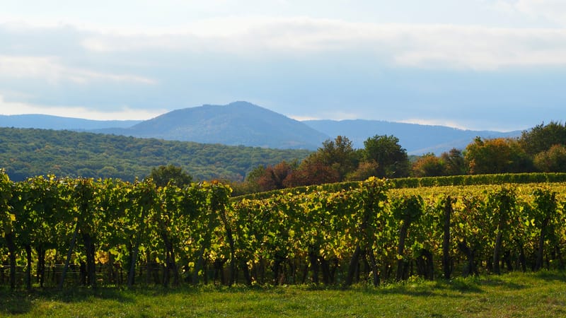 De forêts en collines, de collines en vignobles, en automne, en Alsace