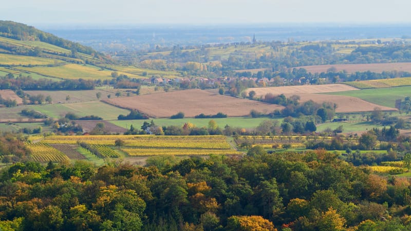 De forêts en collines, de collines en vignobles, en automne, en Alsace