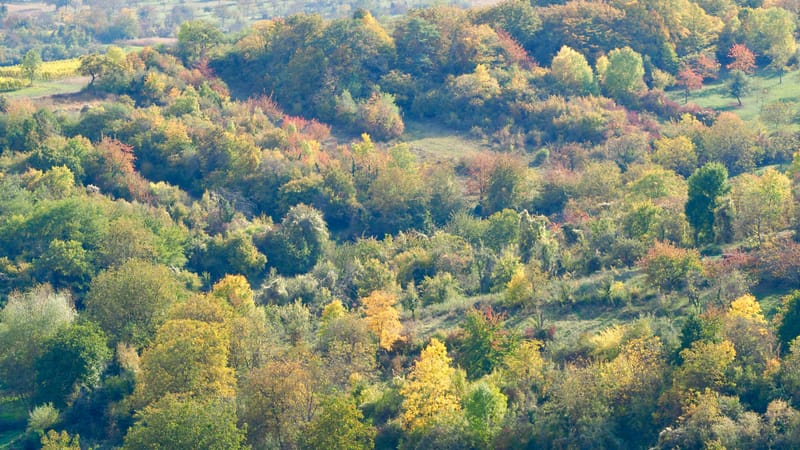 De forêts en collines, de collines en vignobles, en automne, en Alsace