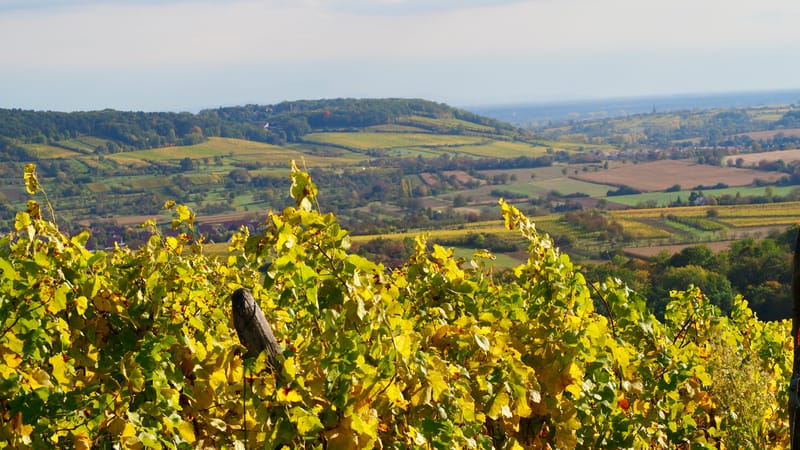 De forêts en collines, de collines en vignobles, en automne, en Alsace