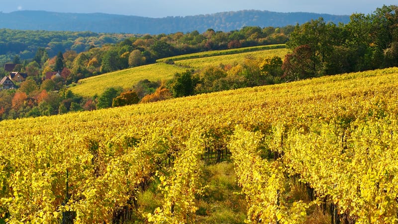 De forêts en collines, de collines en vignobles, en automne, en Alsace