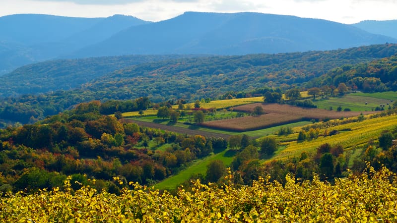 De forêts en collines, de collines en vignobles, en automne, en Alsace