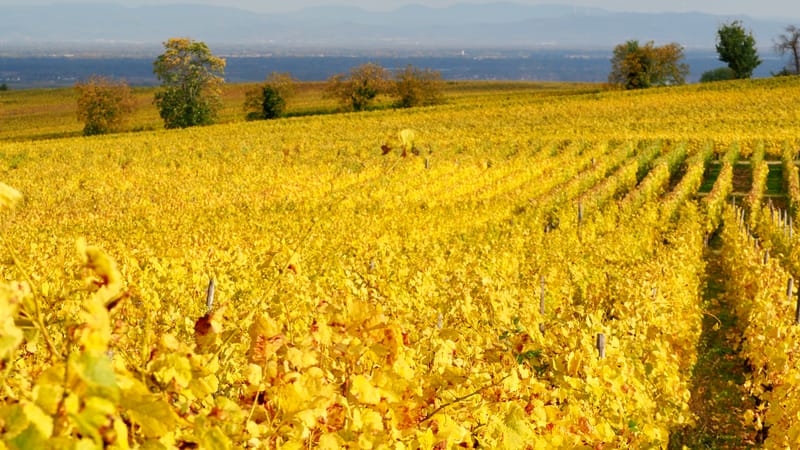 De forêts en collines, de collines en vignobles, en automne, en Alsace