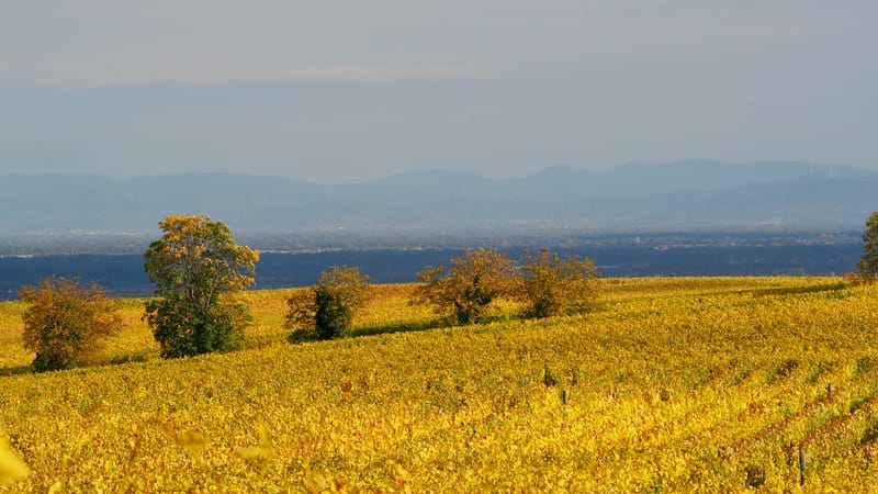 De forêts en collines, de collines en vignobles, en automne, en Alsace