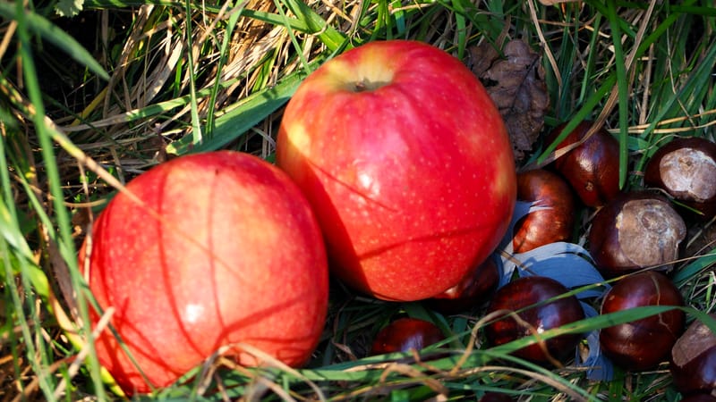 De forêts en collines, de collines en vignobles, en automne, en Alsace