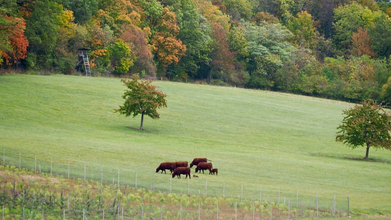 De forêts en collines, de collines en vignobles, en automne, en Alsace