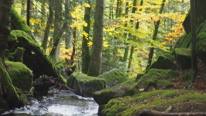 De forêts en collines, de collines en vignobles, en automne, en Alsace