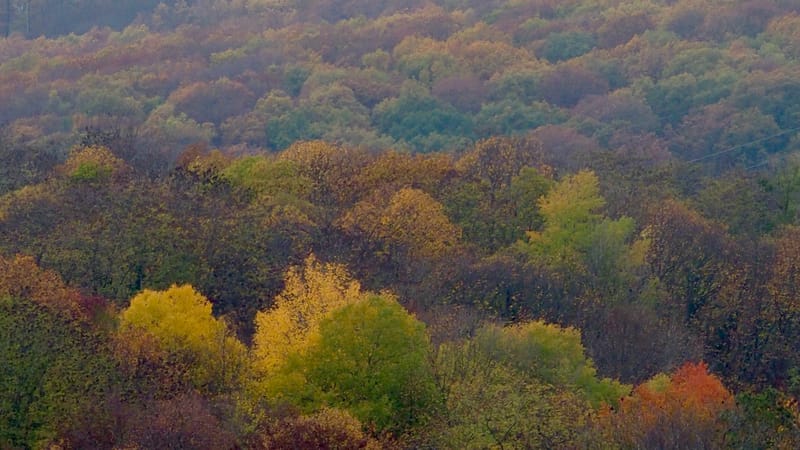 De forêts en collines, de collines en vignobles, en automne, en Alsace