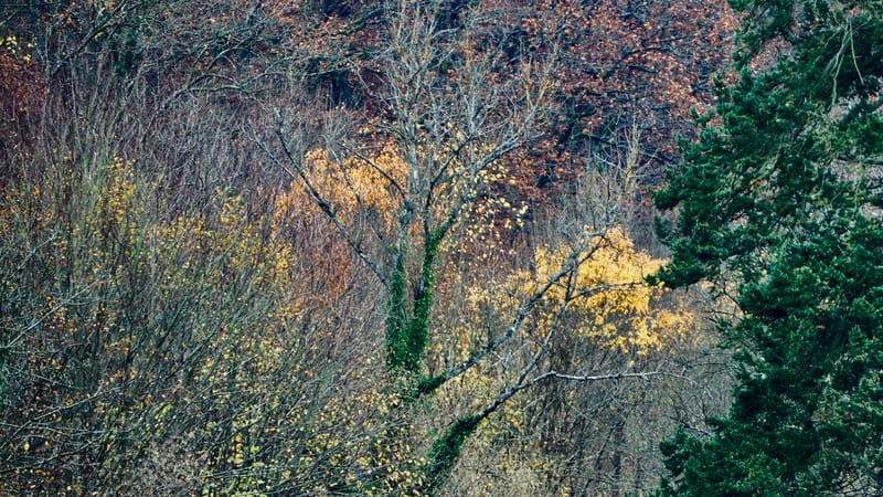 De forêts en collines, de collines en vignobles, en automne, en Alsace