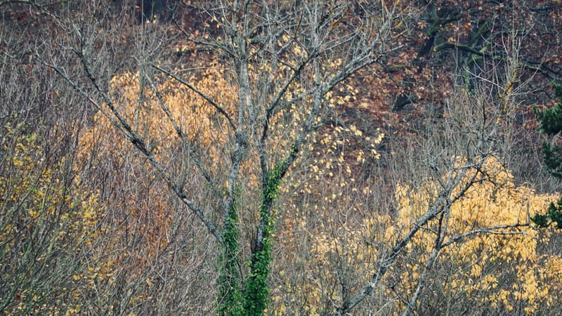 De forêts en collines, de collines en vignobles, en automne, en Alsace